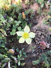 Oxalis obtusa
