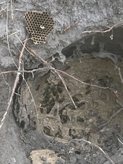 Vespula vulgaris