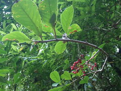 Viburnum arboricolum