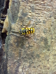 Myathropa florea