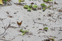 Junonia neildi varia