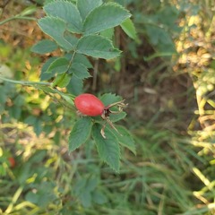 Rosa
