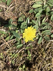 Pilosella officinarum