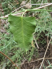 Celastrus orbiculatus