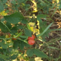 Rosa