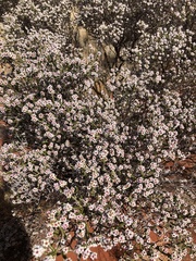 Myrtaceae