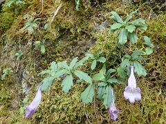 Lysionotus pauciflorus