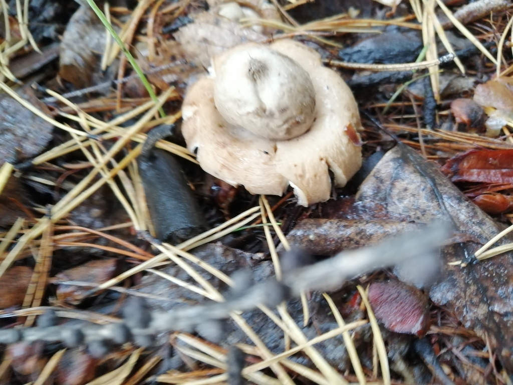Geastrum fimbriatum · August 2022 · photo: © ro_ko (iNaturalist, cc-by)