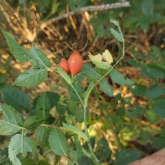 Rosa