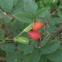 Rosa