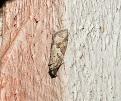Tortricoidea