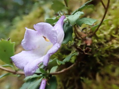 Lysionotus pauciflorus