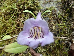 Lysionotus pauciflorus