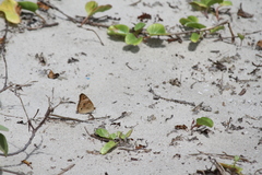 Junonia neildi varia