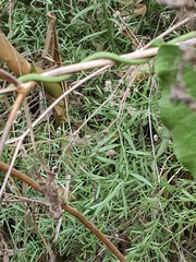 Celastrus orbiculatus