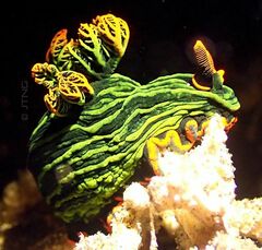 Nembrotha kubaryana