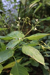 Impatiens parviflora