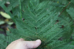 Leptopteris hymenophylloides