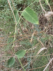 Celastrus orbiculatus