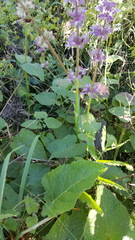 Salvia verticillata