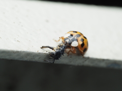 Harmonia axyridis