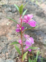 Impatiens rosea