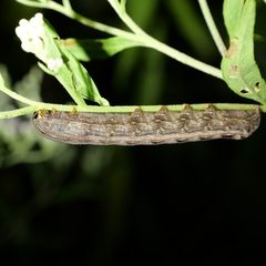 Spodoptera ornithogalli