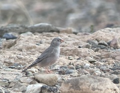 Bucanetes githagineus