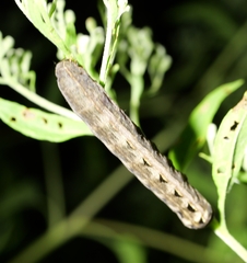 Spodoptera ornithogalli
