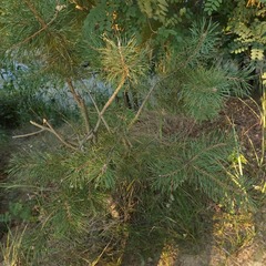 Pinus sylvestris