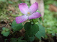 Sarcopyramis napalensis delicata
