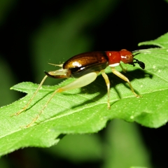 Phyllopalpus pulchellus
