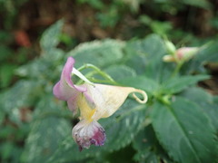 Impatiens uniflora