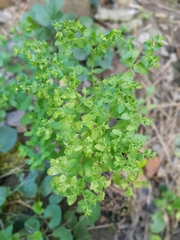 Euphorbia peplus