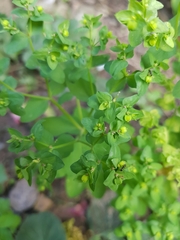 Euphorbia peplus
