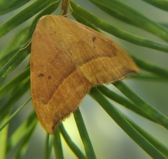 Watsonalla cultraria