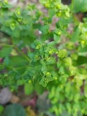 Euphorbia peplus