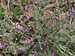 Polygala rehmannii