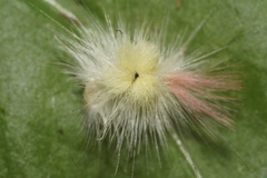 Calliteara pudibunda