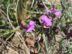 Polygala rehmannii