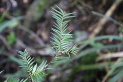 Prumnopitys ferruginea