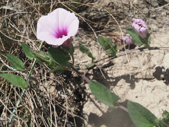 Ipomoea crassipes