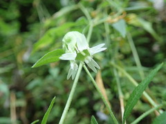 Silene baccifera