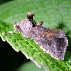 Autographa precationis