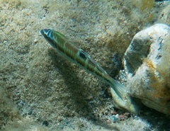 Thalassoma pavo