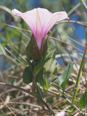 Ipomoea crassipes