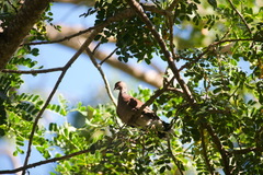 Nesoenas picturatus