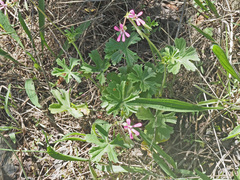 Pelargonium alchemilloides