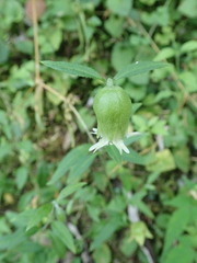 Silene baccifera