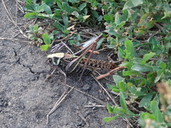 Decticus verrucivorus